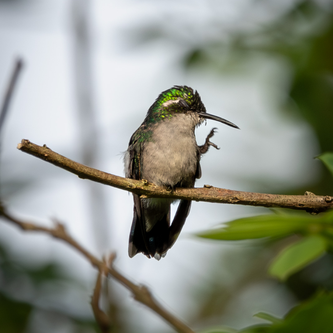Sendero de colibries